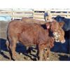Image 5 : Coro View Farms - 960# Steers - 153 Head (Scandia, AB)