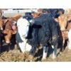 Image 8 : Coro View Farms - 960# Steers - 153 Head (Scandia, AB)