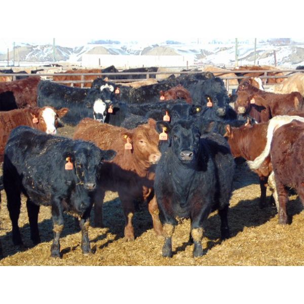 Coro View Farms - 890# Heifers - 143 Head (Scandia, AB)