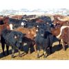 Image 1 : Coro View Farms - 890# Heifers - 143 Head (Scandia, AB)