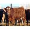 Image 4 : Coro View Farms - 890# Heifers - 143 Head (Scandia, AB)