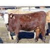 Image 6 : Coro View Farms - 890# Heifers - 143 Head (Scandia, AB)