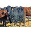 Image 8 : Coro View Farms - 890# Heifers - 143 Head (Scandia, AB)