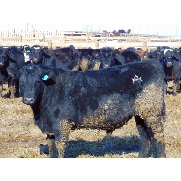 Justin & Kryston Tateson - 990# Steers - 128 Head (Scandia, AB)