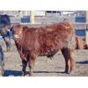 Image 7 : Justin & Kryston Tateson - 990# Steers - 128 Head (Scandia, AB)