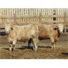 Image 1 : Justin & Kryston Tateson - 925# Steers - 68 Head (Scandia, AB)
