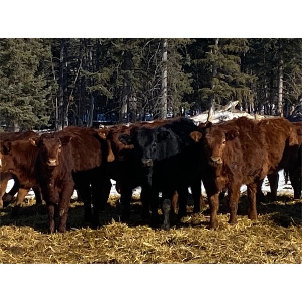CL Ranches Ltd. - 560# Heifers - 104 Head (Cochrane, AB)