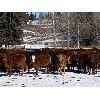 Image 2 : CL Ranches Ltd. - 560# Heifers - 104 Head (Cochrane, AB)