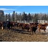 Image 3 : CL Ranches Ltd. - 560# Heifers - 104 Head (Cochrane, AB)