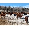 Image 4 : CL Ranches Ltd. - 560# Heifers - 104 Head (Cochrane, AB)