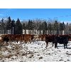Image 5 : CL Ranches Ltd. - 560# Heifers - 104 Head (Cochrane, AB)