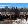 Image 6 : CL Ranches Ltd. - 560# Heifers - 104 Head (Cochrane, AB)