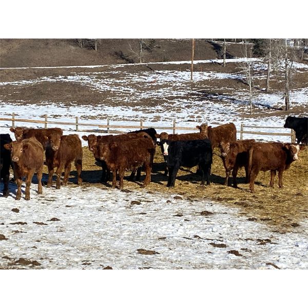 CL Ranches Ltd. - 650# Steers - 95 Head (Cochrane, AB)