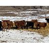 Image 1 : CL Ranches Ltd. - 650# Steers - 95 Head (Cochrane, AB)