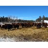Image 2 : CL Ranches Ltd. - 650# Steers - 95 Head (Cochrane, AB)
