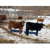 Image 4 : CL Ranches Ltd. - 650# Steers - 95 Head (Cochrane, AB)