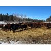 Image 5 : CL Ranches Ltd. - 650# Steers - 95 Head (Cochrane, AB)