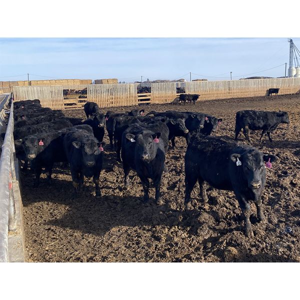 9 Bar Ranch - 790# Heifers - 124 Head (Fincastle, AB) VBP+