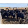 Image 1 : 9 Bar Ranch - 790# Heifers - 124 Head (Fincastle, AB) VBP+