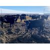 Image 3 : 9 Bar Ranch - 790# Heifers - 124 Head (Fincastle, AB) VBP+
