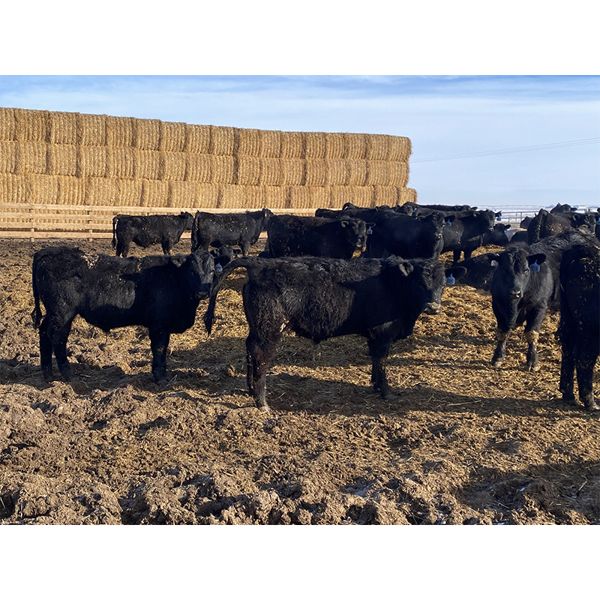 9 Bar Ranch - 760# Steers - 115 Head (Fincastle, AB) VBP+