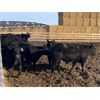 Image 2 : 9 Bar Ranch - 760# Steers - 115 Head (Fincastle, AB) VBP+