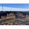 Image 4 : 9 Bar Ranch - 760# Steers - 115 Head (Fincastle, AB) VBP+