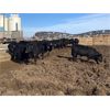 Image 8 : 9 Bar Ranch - 760# Steers - 115 Head (Fincastle, AB) VBP+