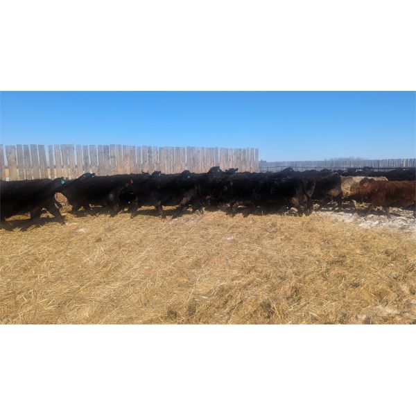 Jordan Hoopfer - 765# Heifers - 75 Head (Gadsby, AB)