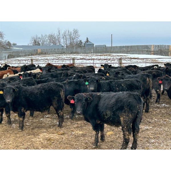 Wade Fewings - 720# Steers - 85 Head (Pierson, MB) VBP+