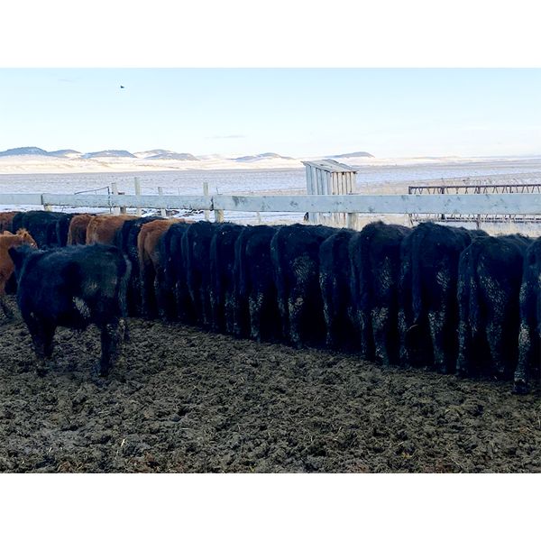 Antelope Butte Ranch - 662# Steers - 93 Head (Lundbreck, AB) VBP+