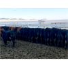 Image 1 : Antelope Butte Ranch - 662# Steers - 93 Head (Lundbreck, AB) VBP+