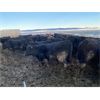 Image 2 : Antelope Butte Ranch - 662# Steers - 93 Head (Lundbreck, AB) VBP+