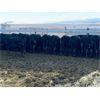 Image 3 : Antelope Butte Ranch - 662# Steers - 93 Head (Lundbreck, AB) VBP+