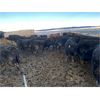 Image 4 : Antelope Butte Ranch - 662# Steers - 93 Head (Lundbreck, AB) VBP+