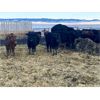 Image 5 : Antelope Butte Ranch - 662# Steers - 93 Head (Lundbreck, AB) VBP+