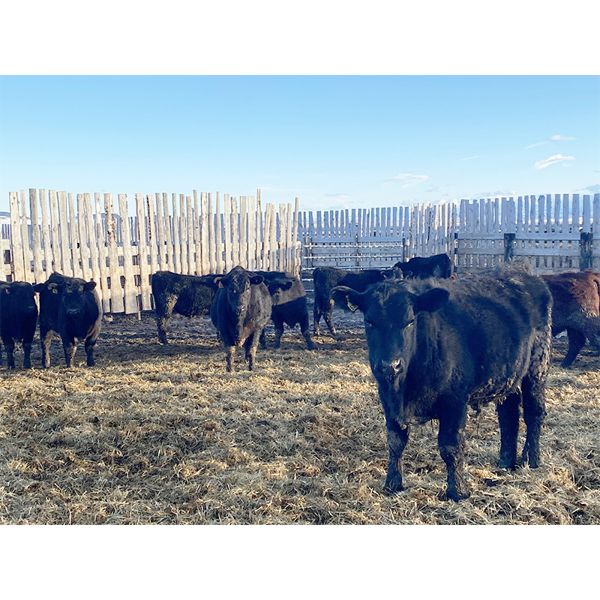 Antelope Butte Ranch - 745# Steers - 83 Head (Lundbrek, AB) VBP+