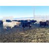 Image 3 : Antelope Butte Ranch - 745# Steers - 83 Head (Lundbrek, AB) VBP+