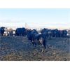 Image 4 : Antelope Butte Ranch - 745# Steers - 83 Head (Lundbrek, AB) VBP+