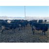Image 5 : Antelope Butte Ranch - 745# Steers - 83 Head (Lundbrek, AB) VBP+