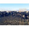 Image 7 : Antelope Butte Ranch - 745# Steers - 83 Head (Lundbrek, AB) VBP+