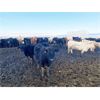 Image 8 : Antelope Butte Ranch - 745# Steers - 83 Head (Lundbrek, AB) VBP+