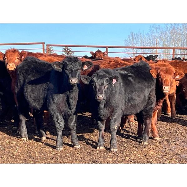 Cadieux Stock Farms Ltd. - 590# Heifers - 95 Head (Lac la Biche, AB)