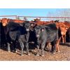 Image 1 : Cadieux Stock Farms Ltd. - 590# Heifers - 95 Head (Lac la Biche, AB)