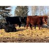 Image 2 : Cadieux Stock Farms Ltd. - 590# Heifers - 95 Head (Lac la Biche, AB)