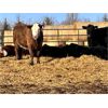 Image 3 : Cadieux Stock Farms Ltd. - 590# Heifers - 95 Head (Lac la Biche, AB)