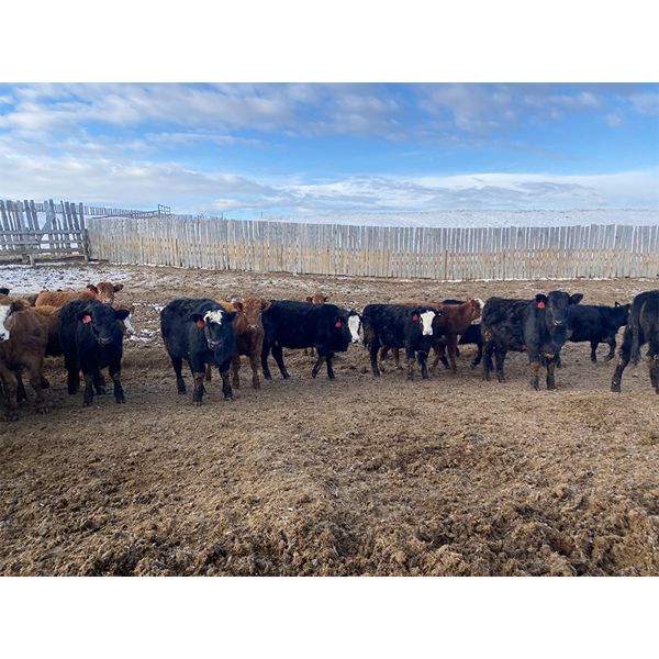 Stan Church - 692# Heifers - 80 Head (Cochrane, AB)