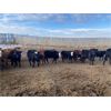 Image 1 : Stan Church - 692# Heifers - 80 Head (Cochrane, AB)