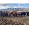 Image 3 : Stan Church - 692# Heifers - 80 Head (Cochrane, AB)