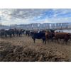 Image 6 : Stan Church - 692# Heifers - 80 Head (Cochrane, AB)